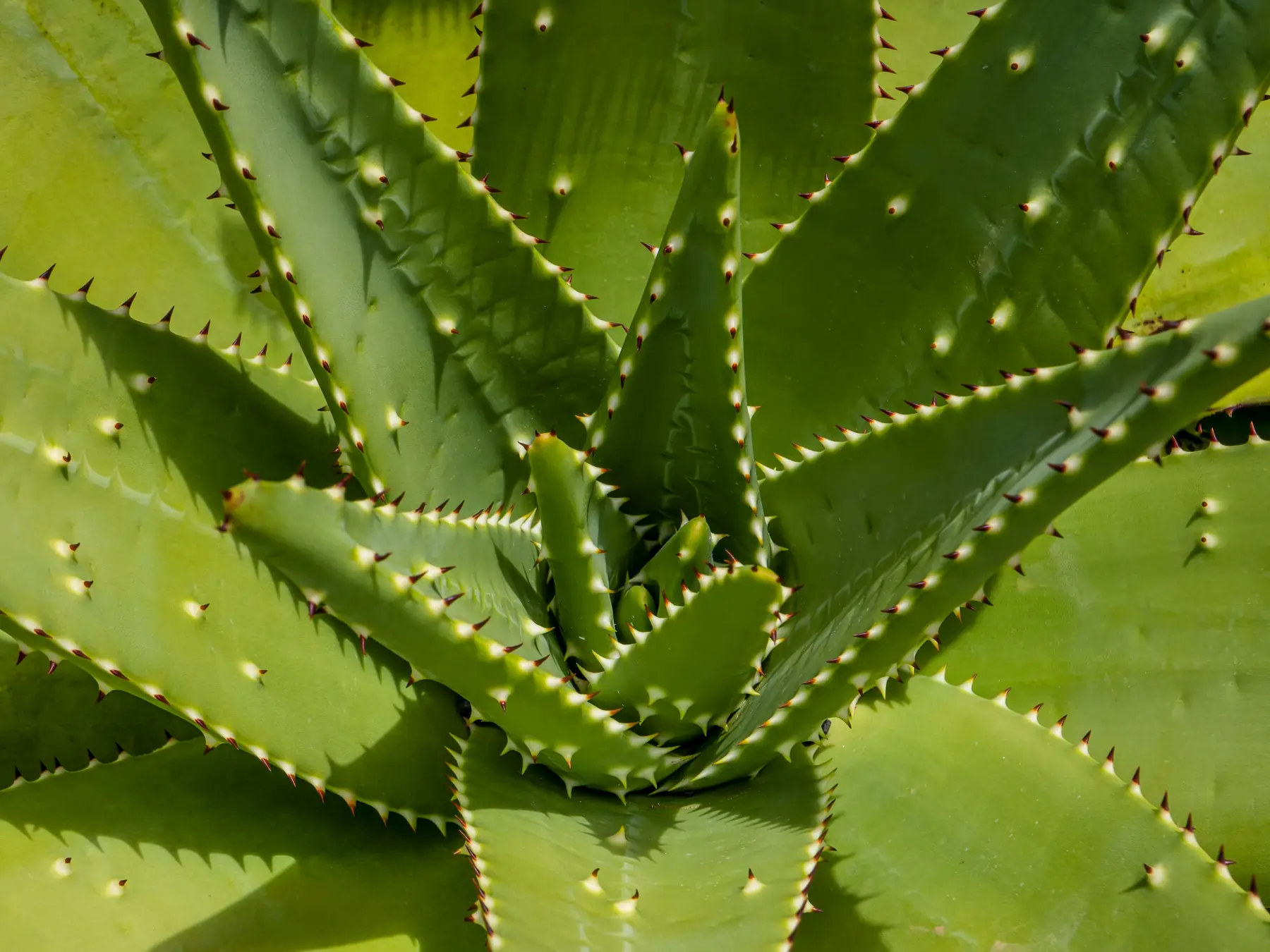 Aloe vera leaf, the sixth ingredient by weight in the blend